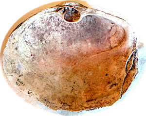 Shell