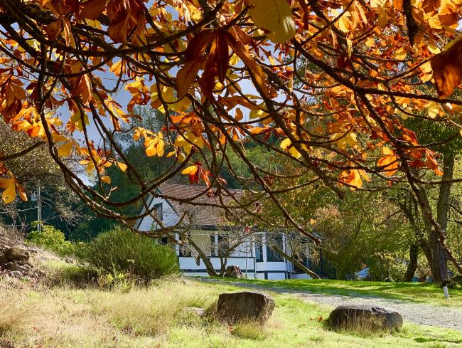 Fall at the Museum